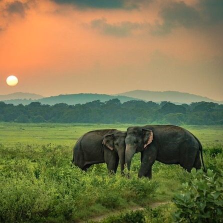 Group of wild elephants walking near a lake in Minneriya National Park, Sri Lanka.