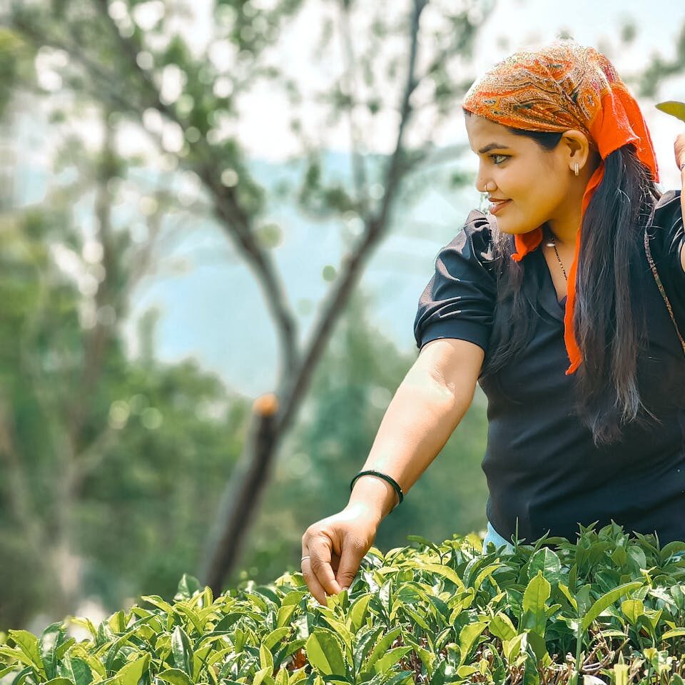 Sri Lankan tea picker collecting fresh leaves in a green plantation in Nuwara Eliya.